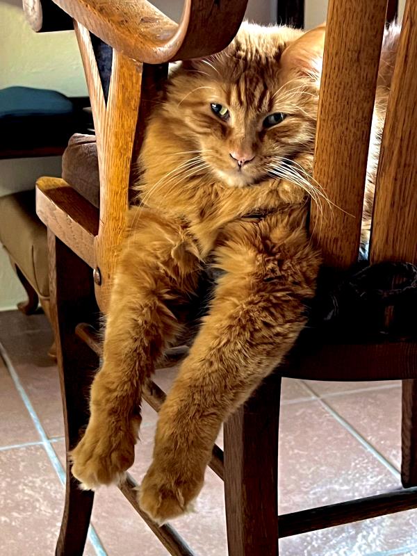 /Images/uploads/The Santa Fe New Mexican/santafepetcontest/entries/34077thumb.jpg